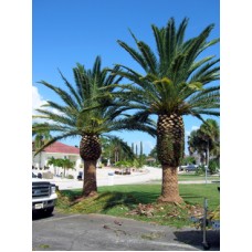 Canary Island Date Palm 12' Clear Trunk